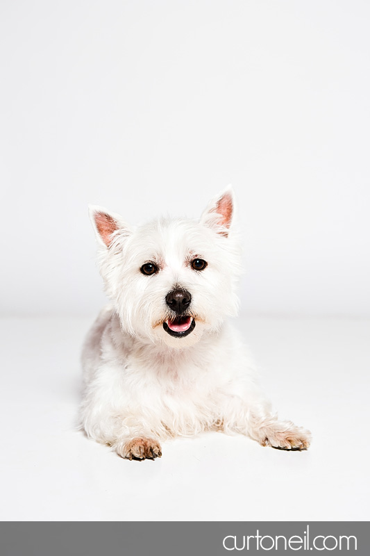 Sault Ste Marie Pet Photographer - PAWsome Booth 2012 - dogs, pawsome, pet photography