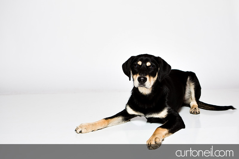 Sault Ste Marie Pet Photographer - PAWsome Booth 2012 - dogs, pawsome, pet photography