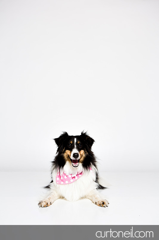 Sault Ste Marie Pet Photographer - PAWsome Booth 2012 - dogs, pawsome, pet photography