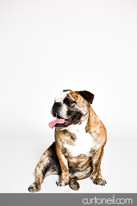 Sault Ste Marie Pet Photographer - PAWsome Booth 2012 - pet portraits