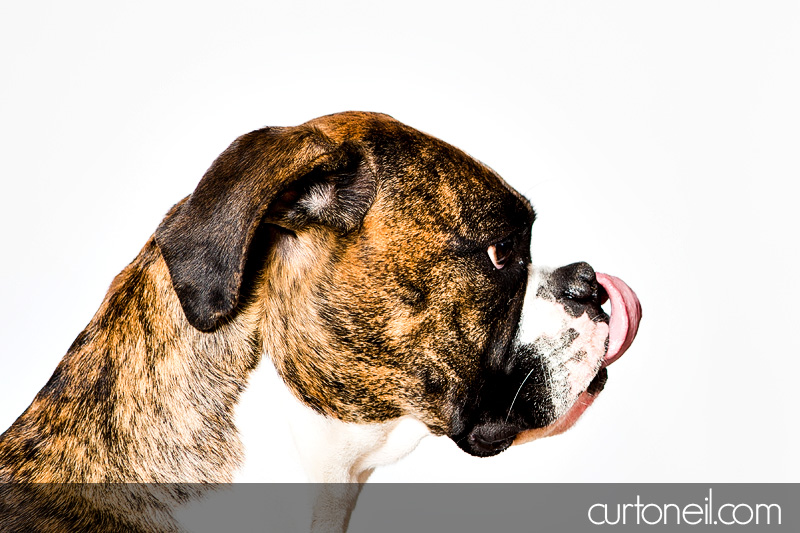 Sault Ste Marie Pet Photographer - PAWsome Booth 2012 - pet portraits