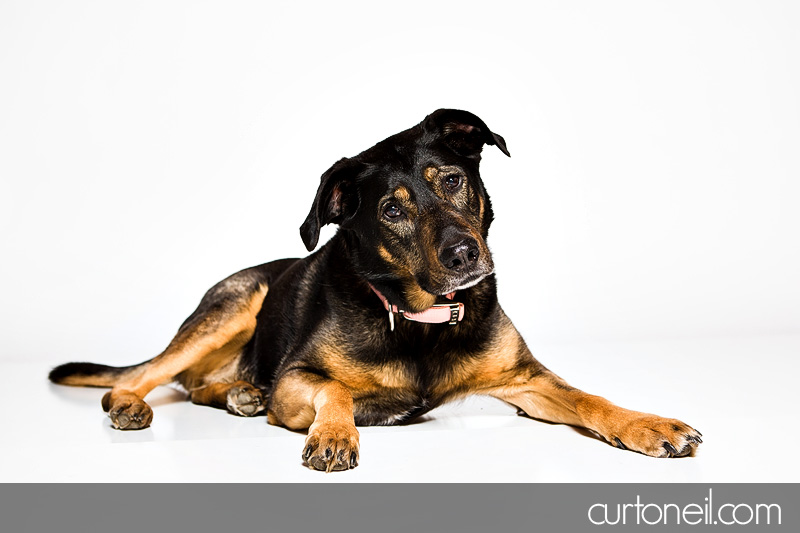 Sault Ste Marie Pet Photographer - PAWsome Booth 2012 - pet portraits