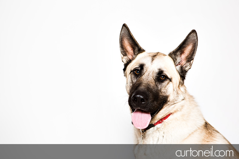 Sault Ste Marie Pet Photographer - PAWsome Booth 2012 - pet portraits