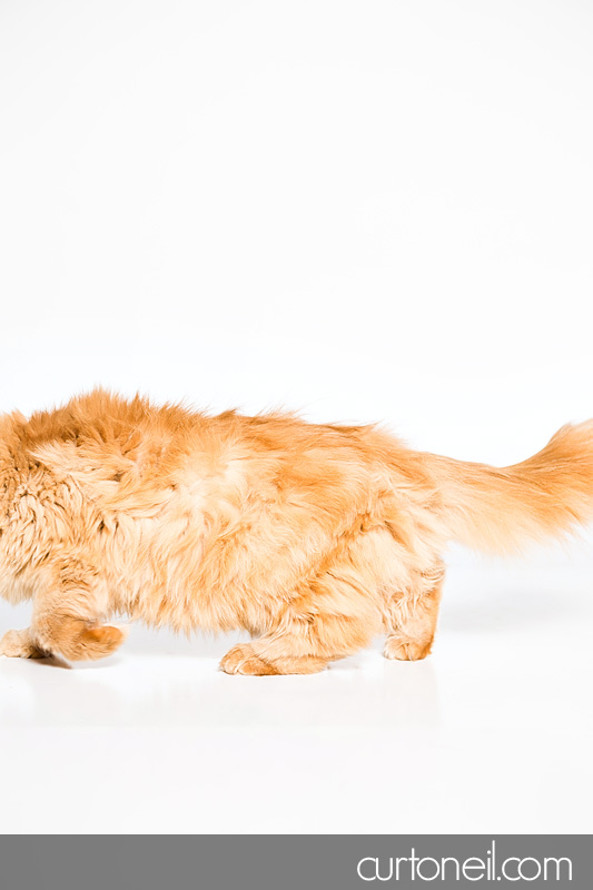 Sault Ste Marie Pet Photographer - PAWsome Booth 2012 - pet portraits