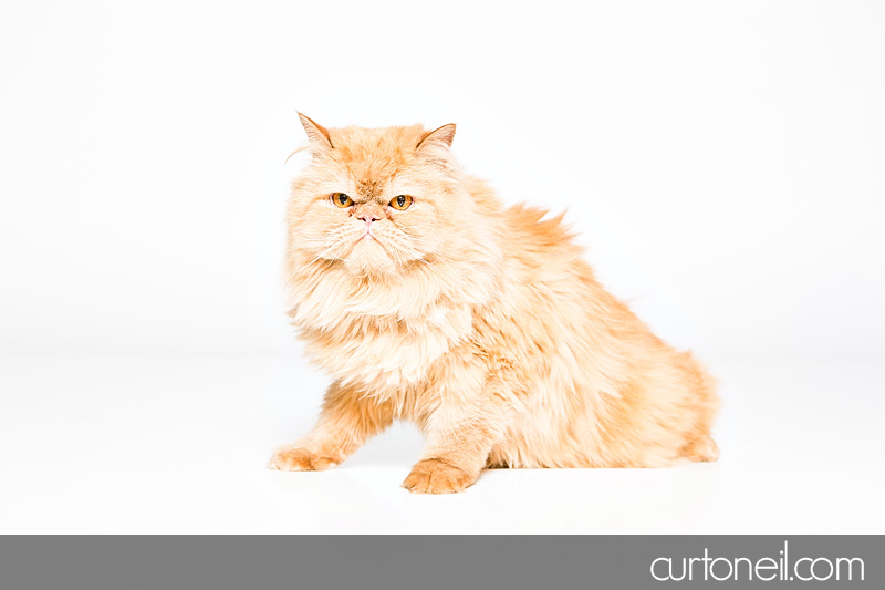 Sault Ste Marie Pet Photographer - PAWsome Booth 2012 - pet portraits