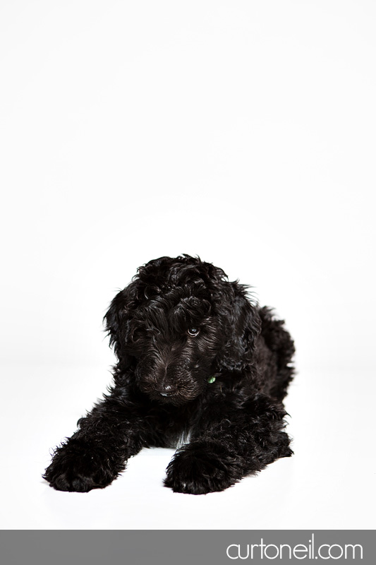 Sault Ste Marie Pet Photographer - PAWsome Booth 2012 - pet portraits