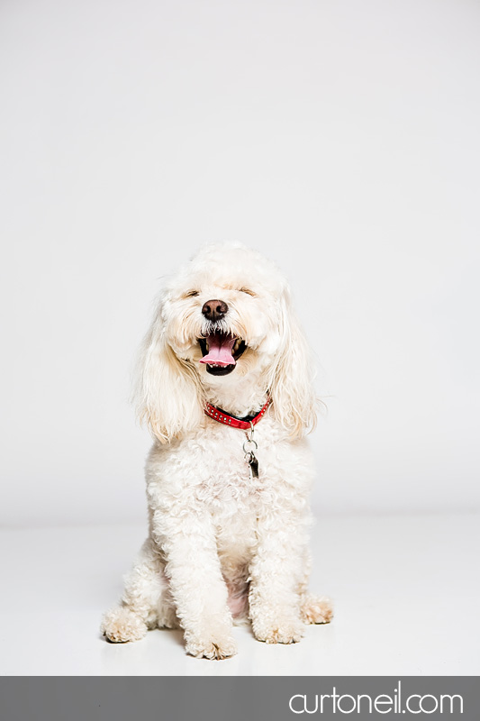 Sault Ste Marie Pet Photographer - PAWsome Booth 2012 - pet portraits