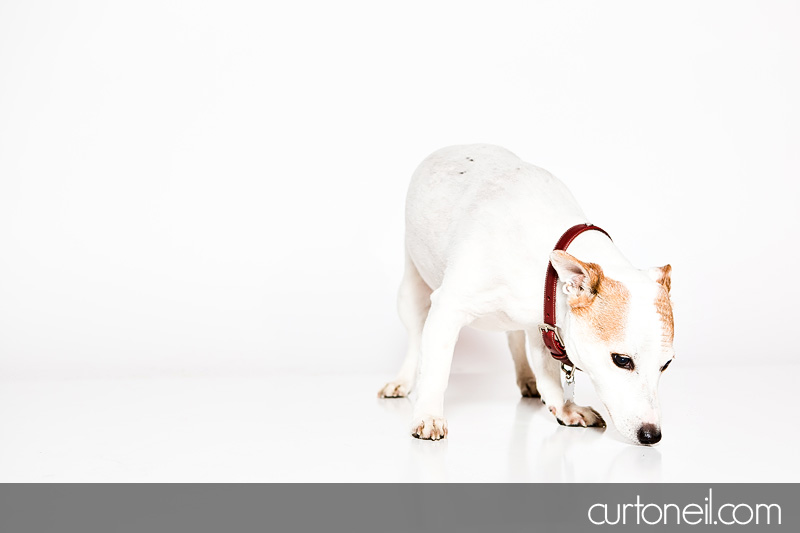 Sault Ste Marie Pet Photographer - PAWsome Booth 2012 - pet portraits
