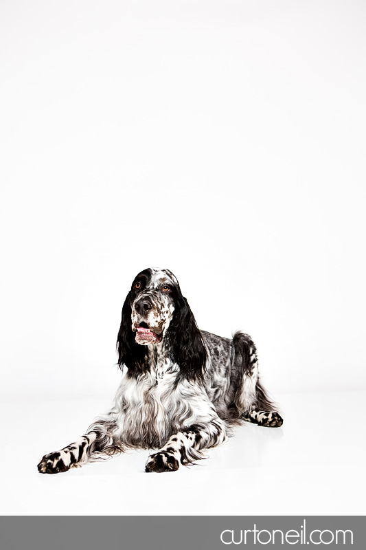 Sault Ste Marie Pet Photographer - PAWsome Booth 2012 - pet portraits
