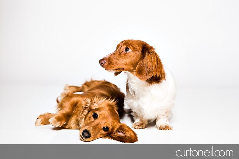 Sault Ste Marie Pet Photographer - PAWsome Booth 2012 - pet portraits