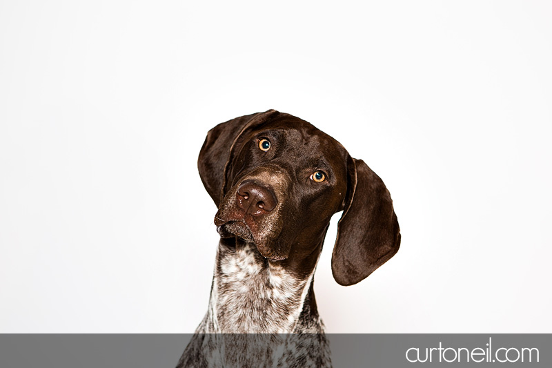 Sault Ste Marie Pet Photographer - PAWsome Booth 2012 - pet portraits