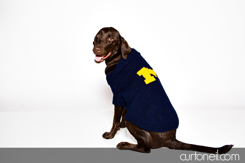 Sault Ste Marie Pet Photographer - PAWsome Booth 2012 - pet portraits