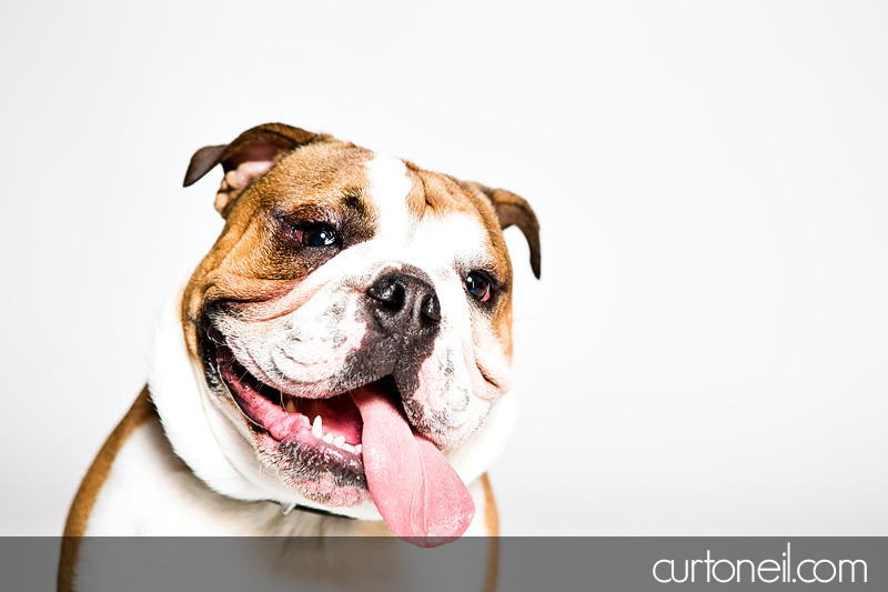 Sault Ste Marie Pet Photographer - PAWsome Booth 2012 - pet portraits