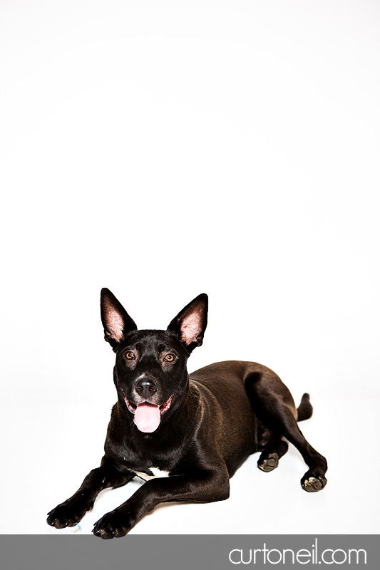 Sault Ste Marie Pet Photographer - PAWsome Booth 2012 - pet portraits