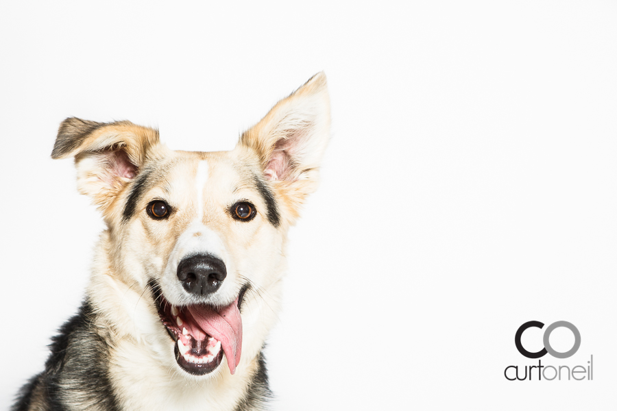 Sault Ste Marie Pet Photography - PAWsome Booth 2014