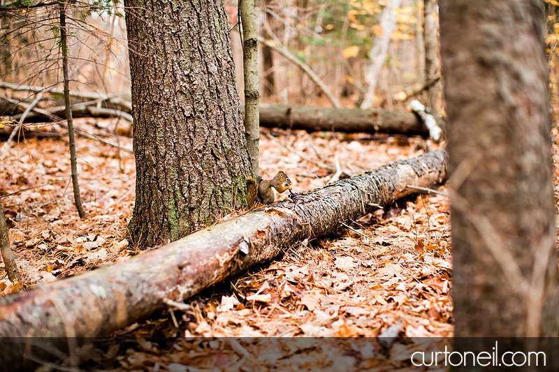 Sault Ste Marie Wedding Photography - Franca and Frank - Hiawatha, Marconi, fall
