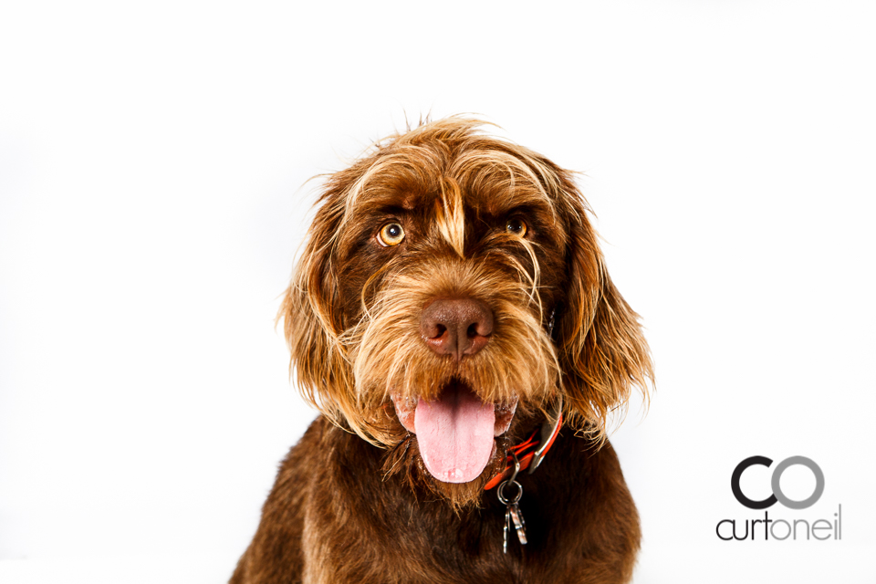 PAWsome Booth - dog portraits - pet photographer