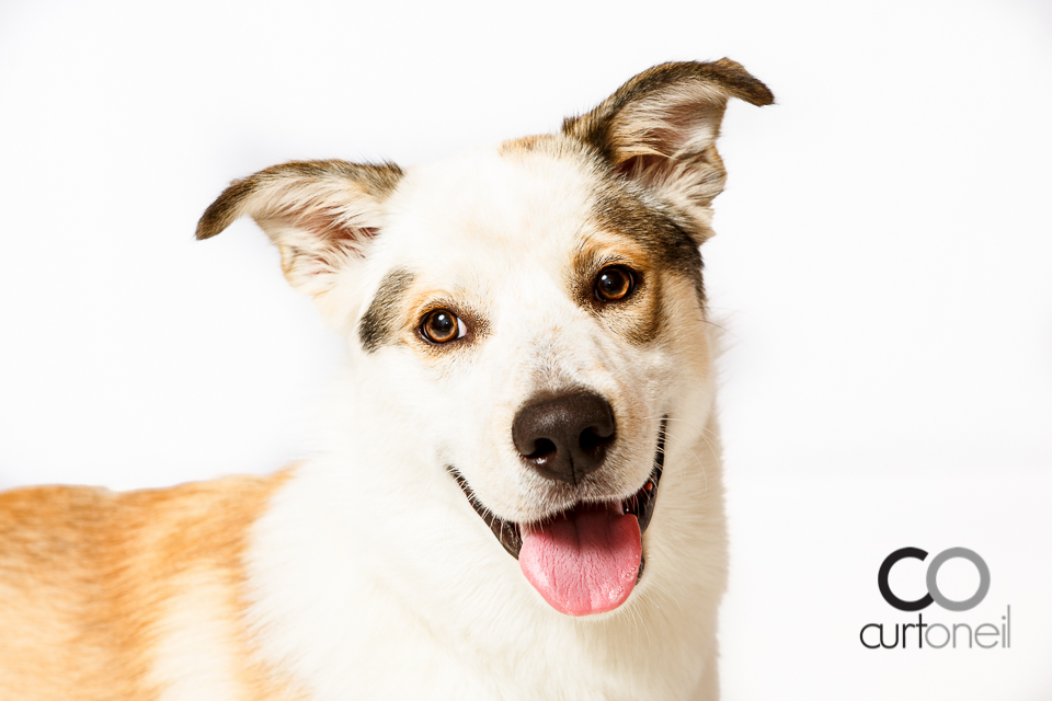 PAWsome Booth - dog portraits - pet photographer