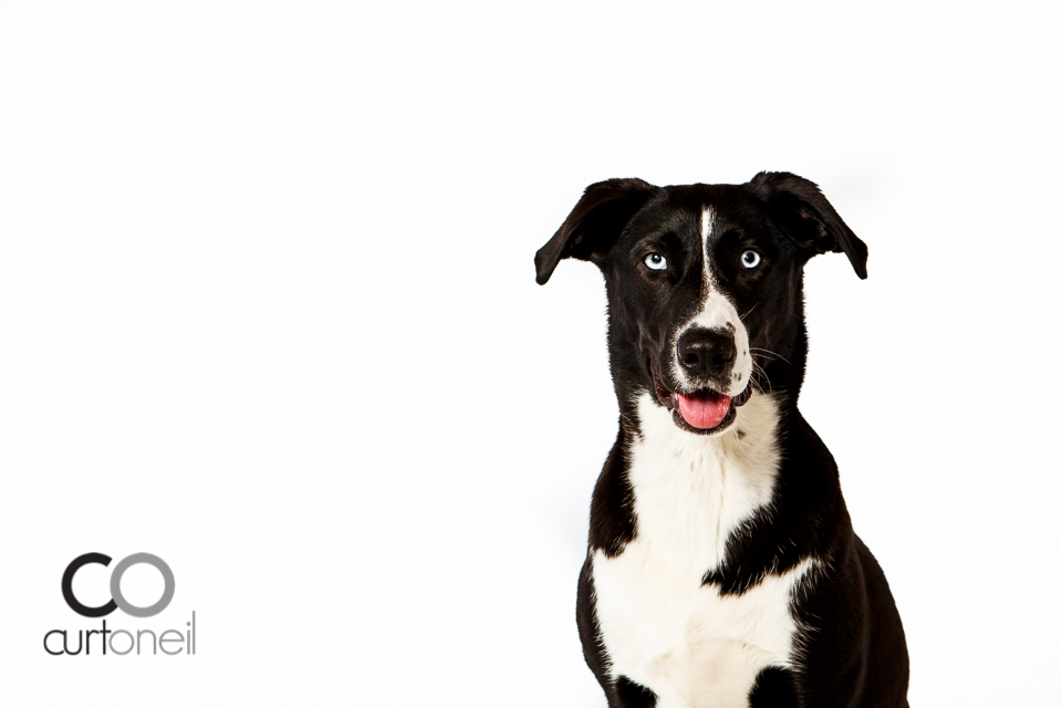 PAWsome Booth - dog portraits - pet photographer