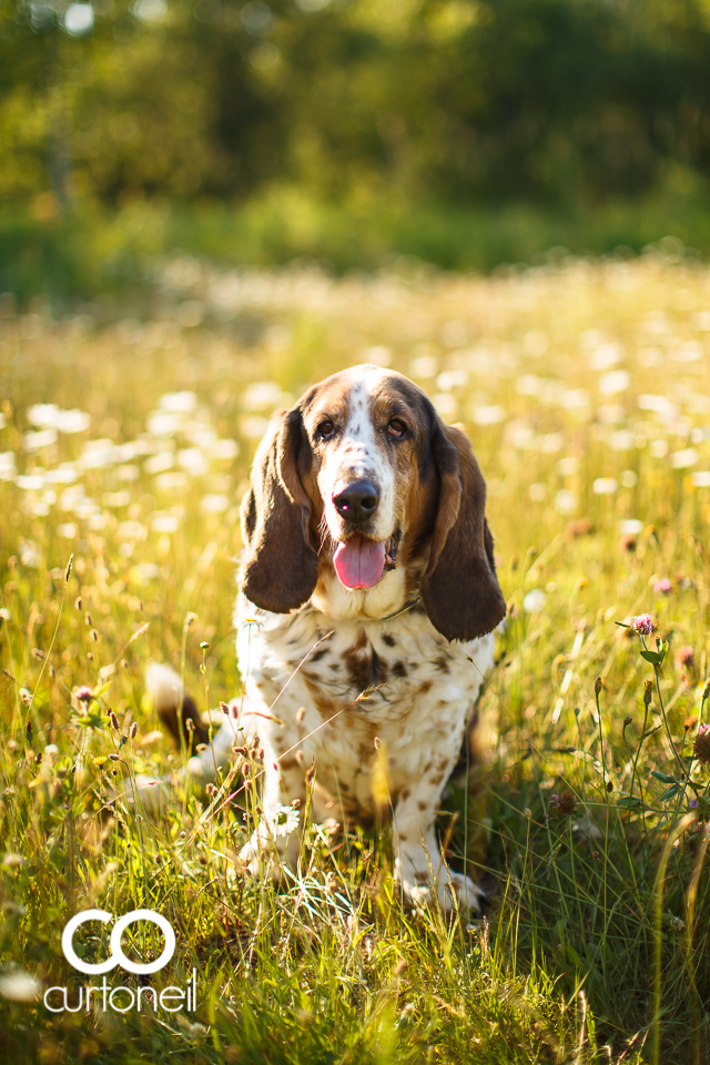 Domino the basset hound turns 11