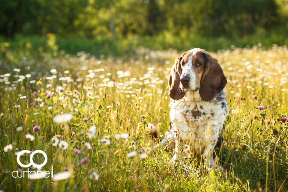 Domino the basset hound turns 11