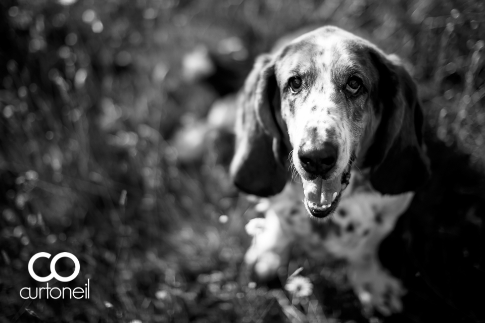 Domino the basset hound turns 11