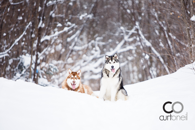 Sault Ste Marie Pet Photography - Gus and Winnie - Dog
