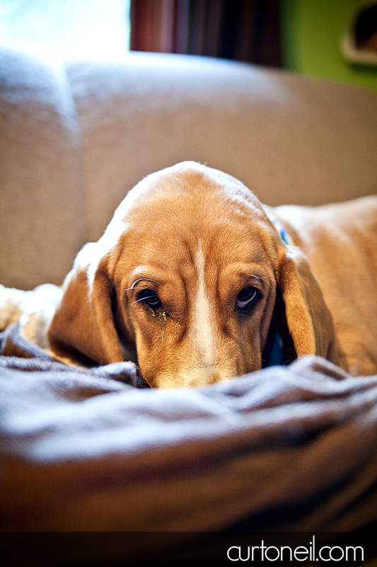 Sault dog photography - Fozzie basset hound
