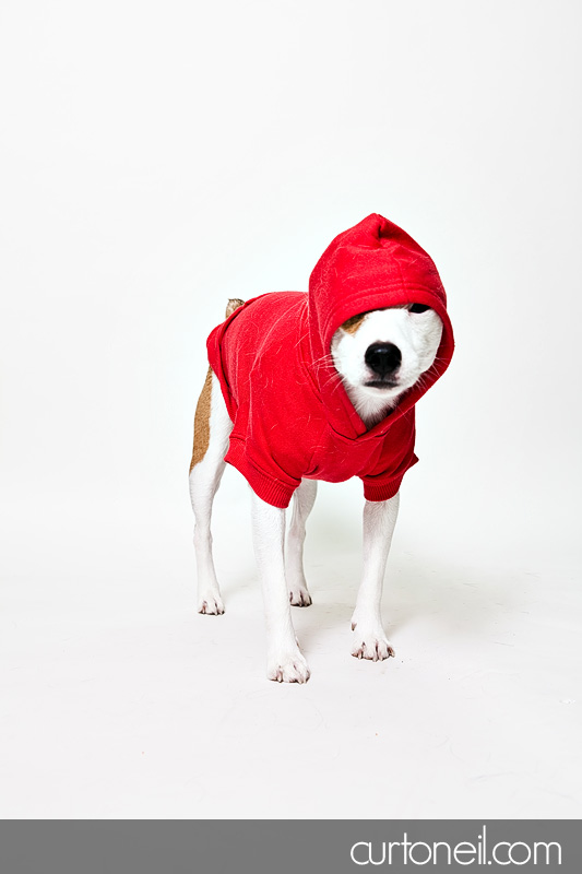 Harvey the Jack Russell Terrier in a red hoodie