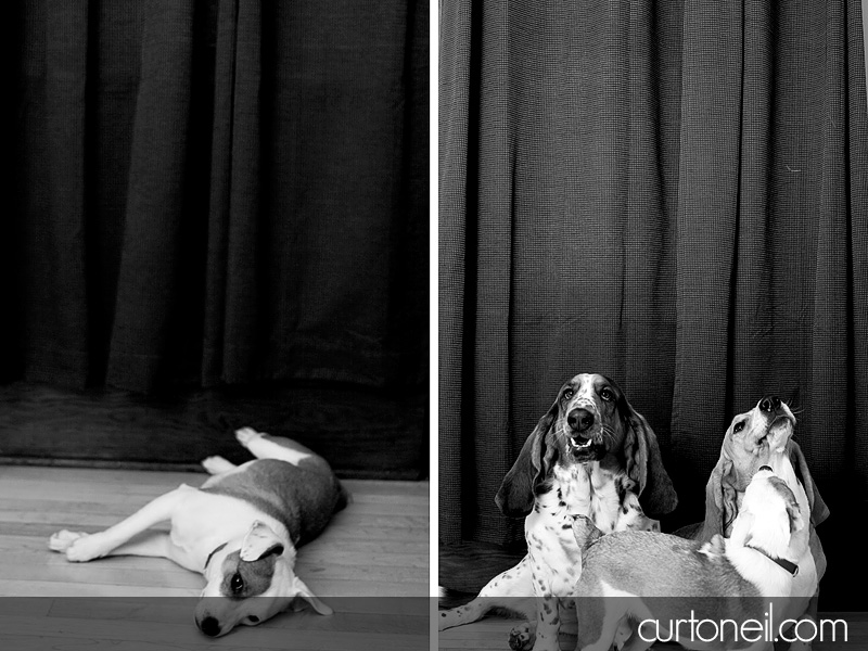 Dog Portraits - Curt O
