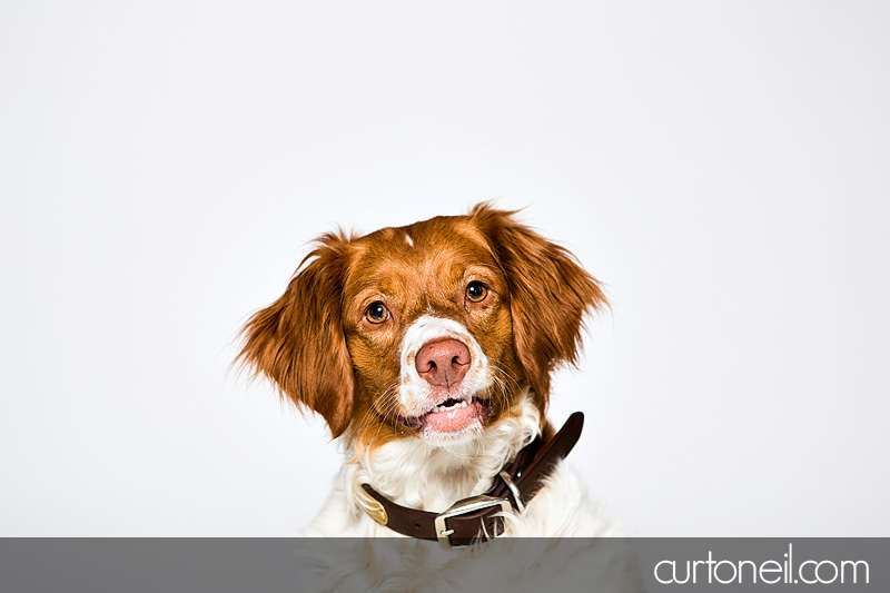 Sault Ste Marie Pet Photographer - PAWsome Booth 2012 - dogs, pawsome, pet photography
